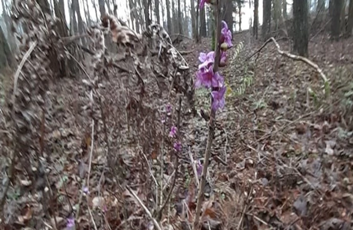 Nie ma białych świąt – są wiosenne kwiaty