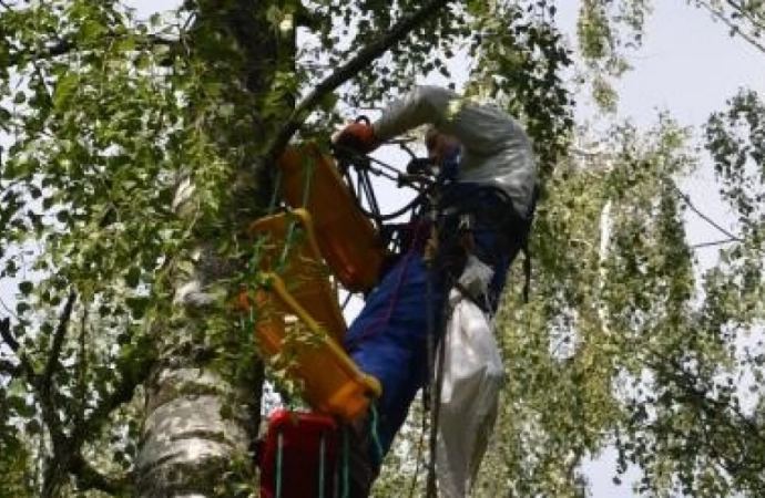 Specjaliści zbierają nasiona brzóz